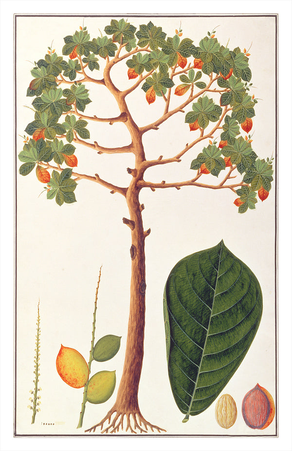 Anglo Indian Trees/AIT9050