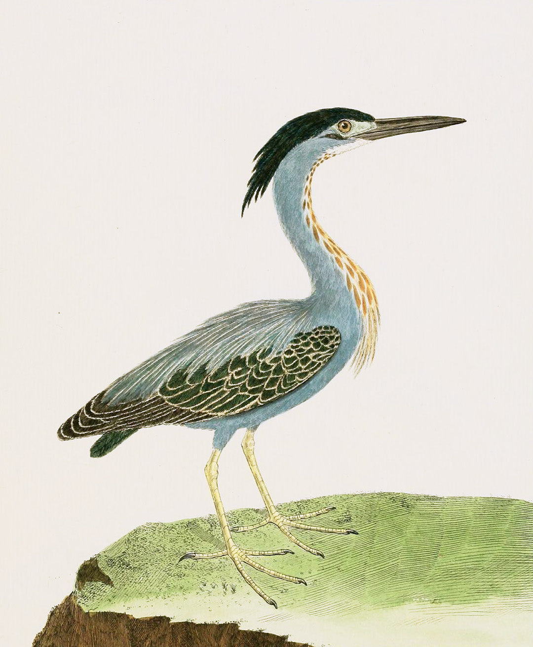 English Aquatic Bird/EAB8346