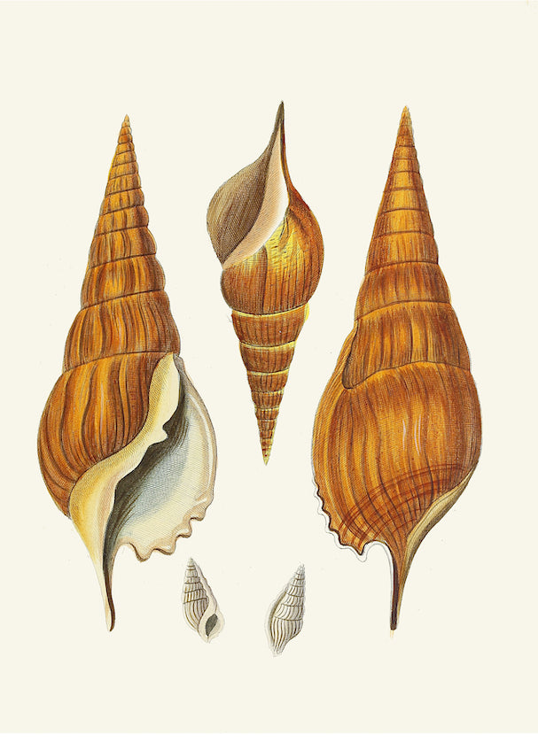 German Shells/GS6189