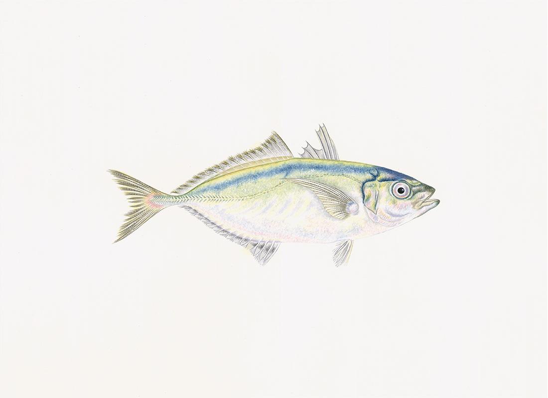 Polynesian Fish/PF4546