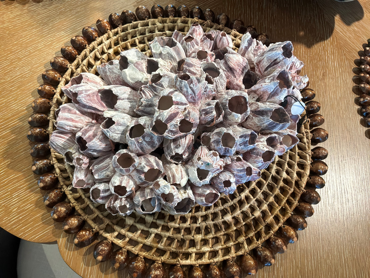 Urchin shell large