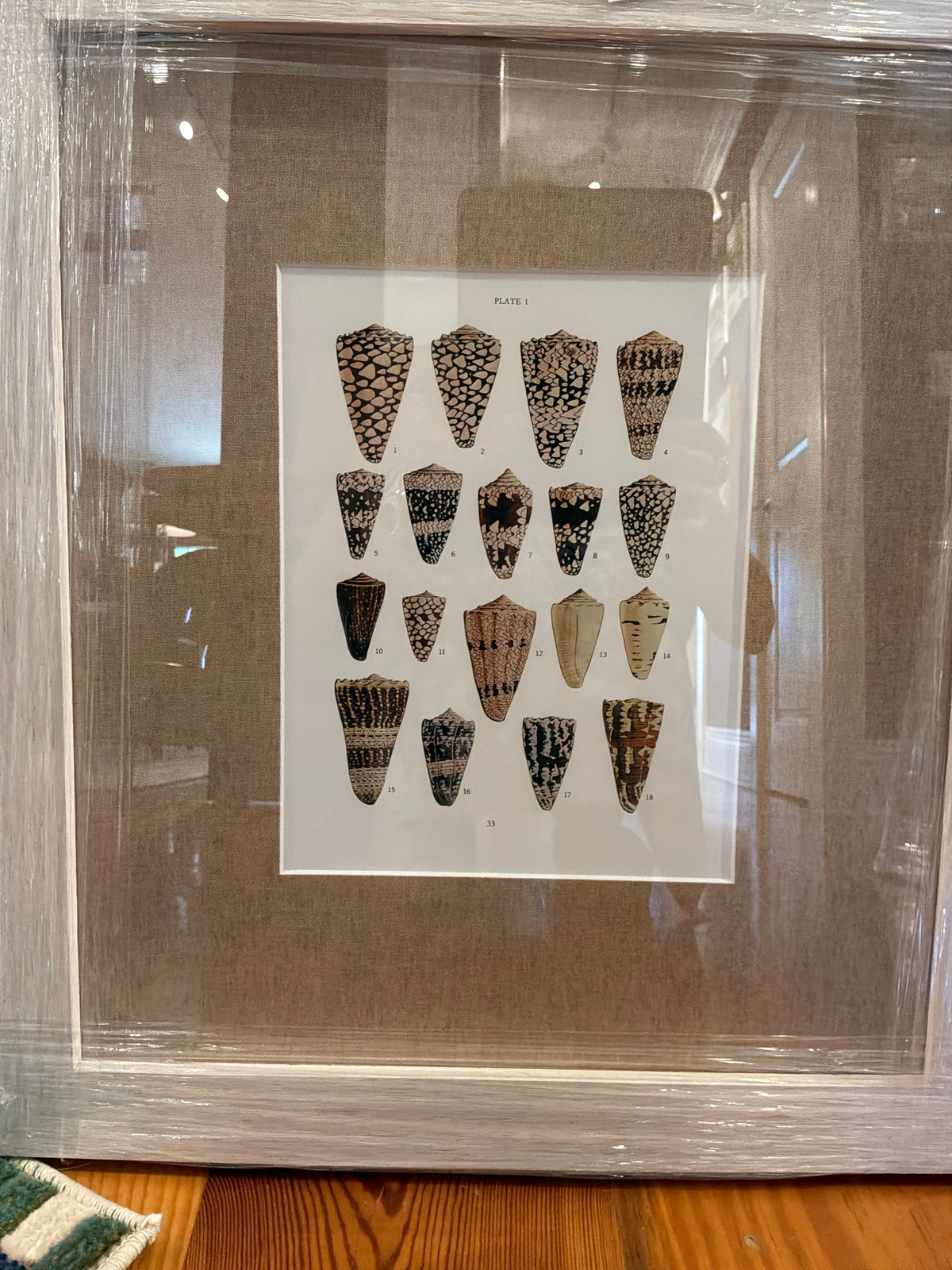 Shell print II