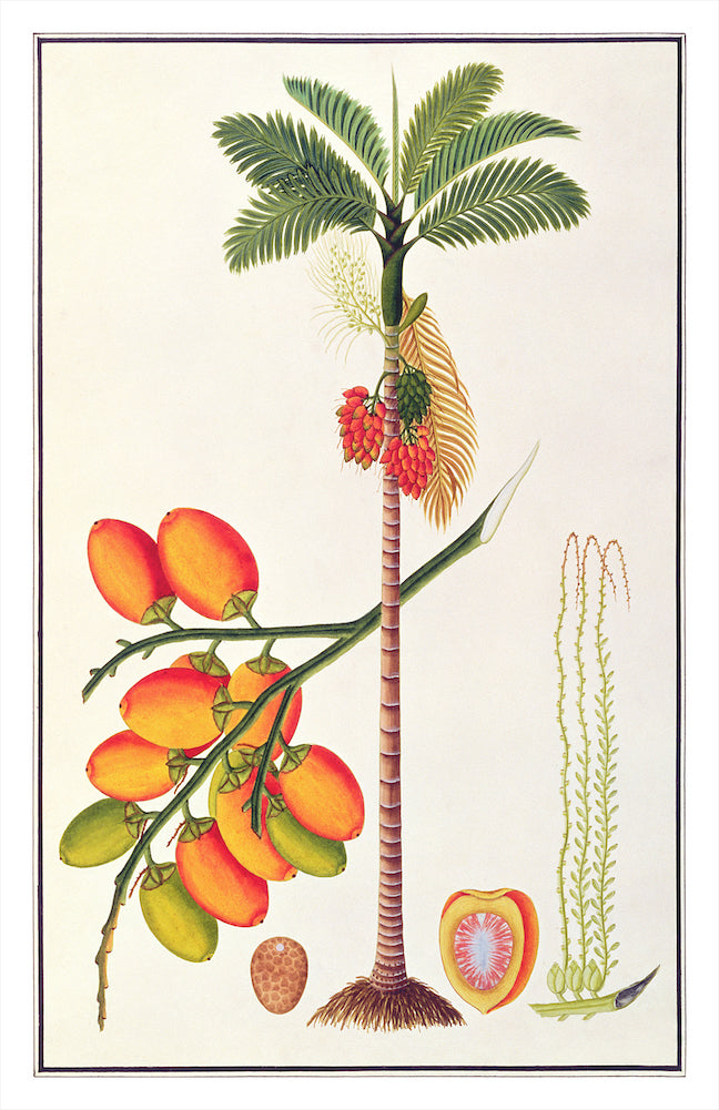 Anglo Indian Trees/AIT9051