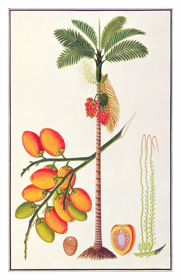 Anglo Indian Trees/AIT9051