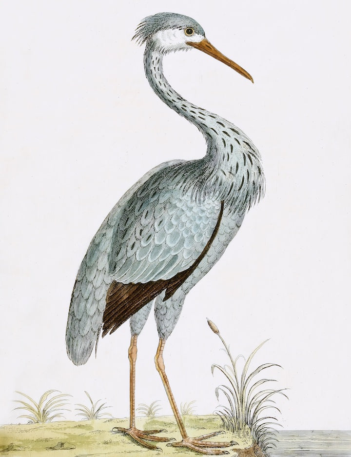 English Aquatic Bird/EAB8326