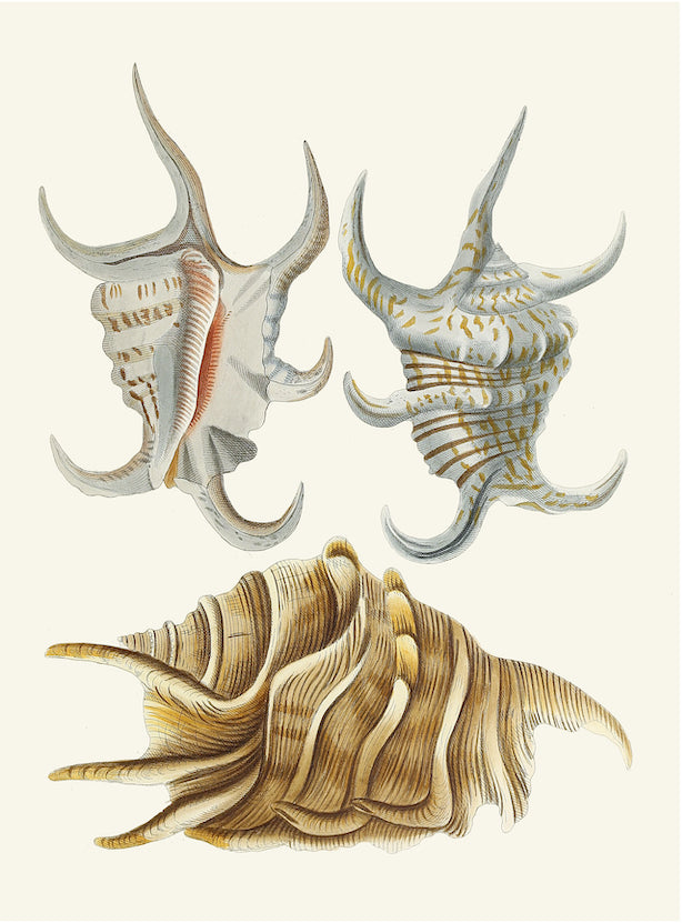German Shells/GS6183