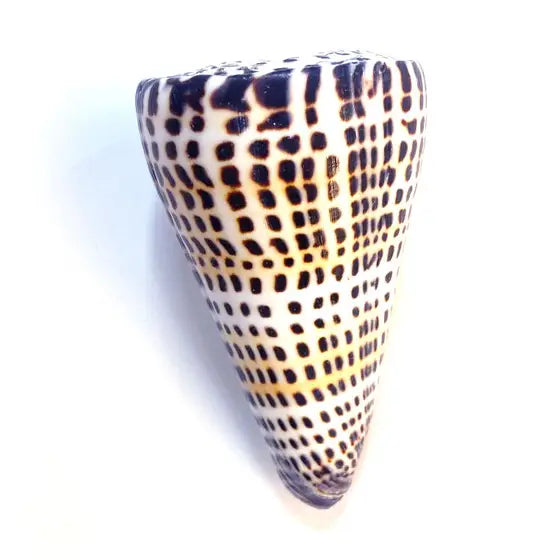 Letter Cone Seashell