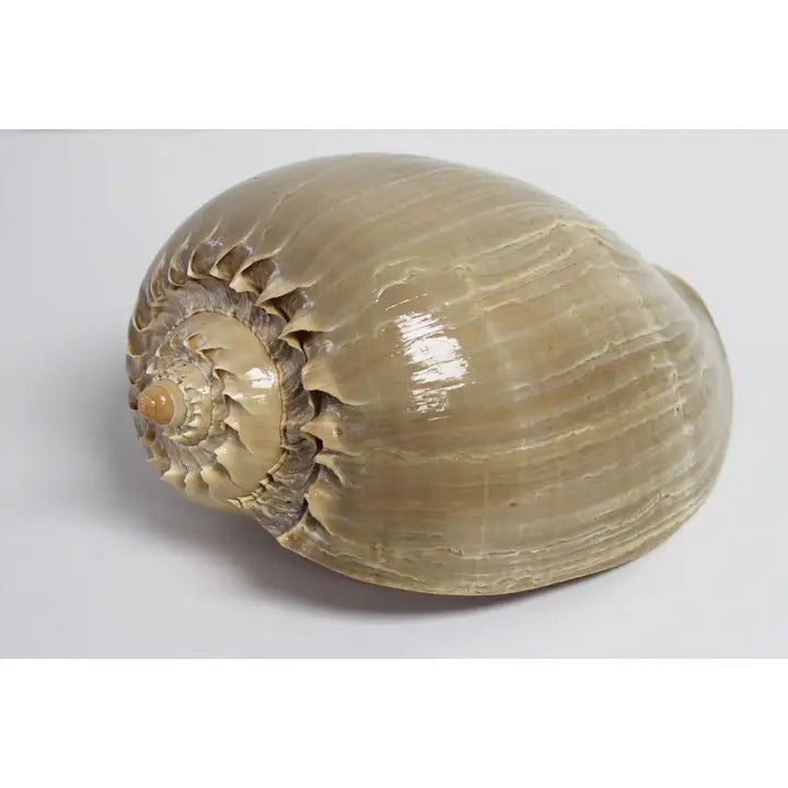 Melon Seashell