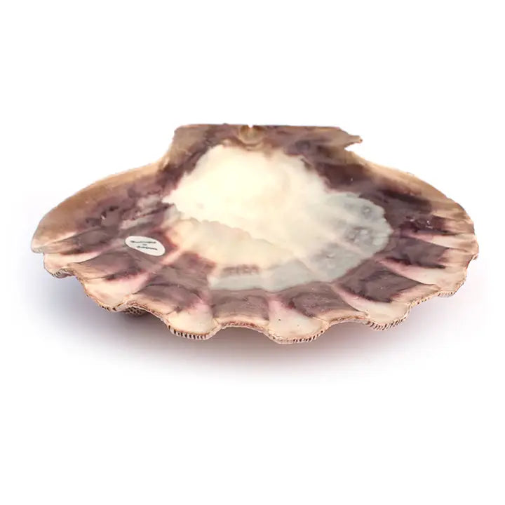 Lion Paw Ring Dish