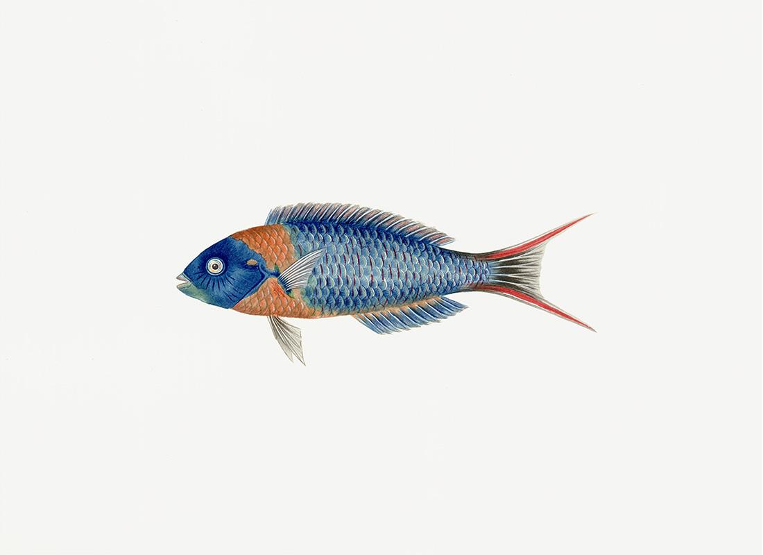 Polynesian Fish/PF4503