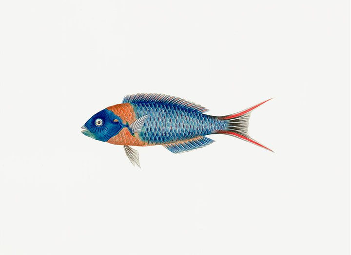 Polynesian Fish/PF4503