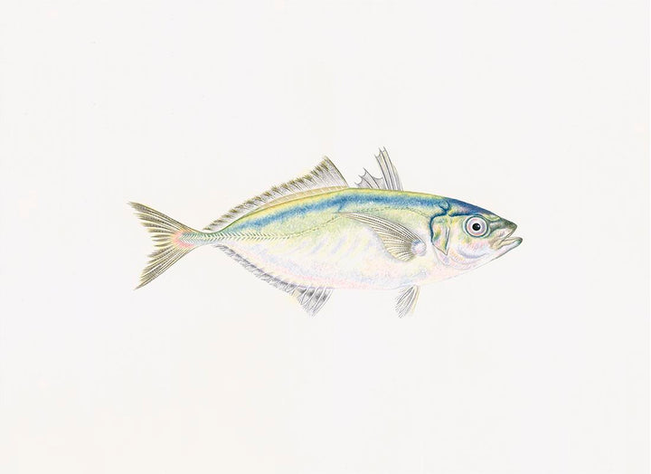 Polynesian Fish/PF4546
