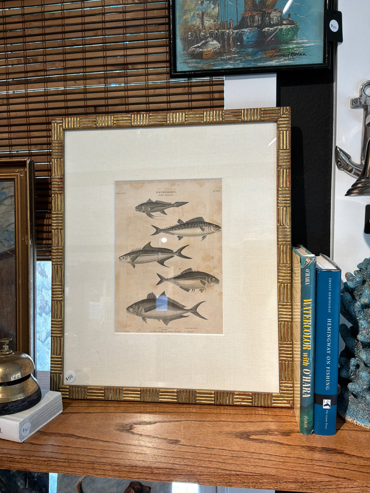 Gold Bamboo Frame Multi Fish Art