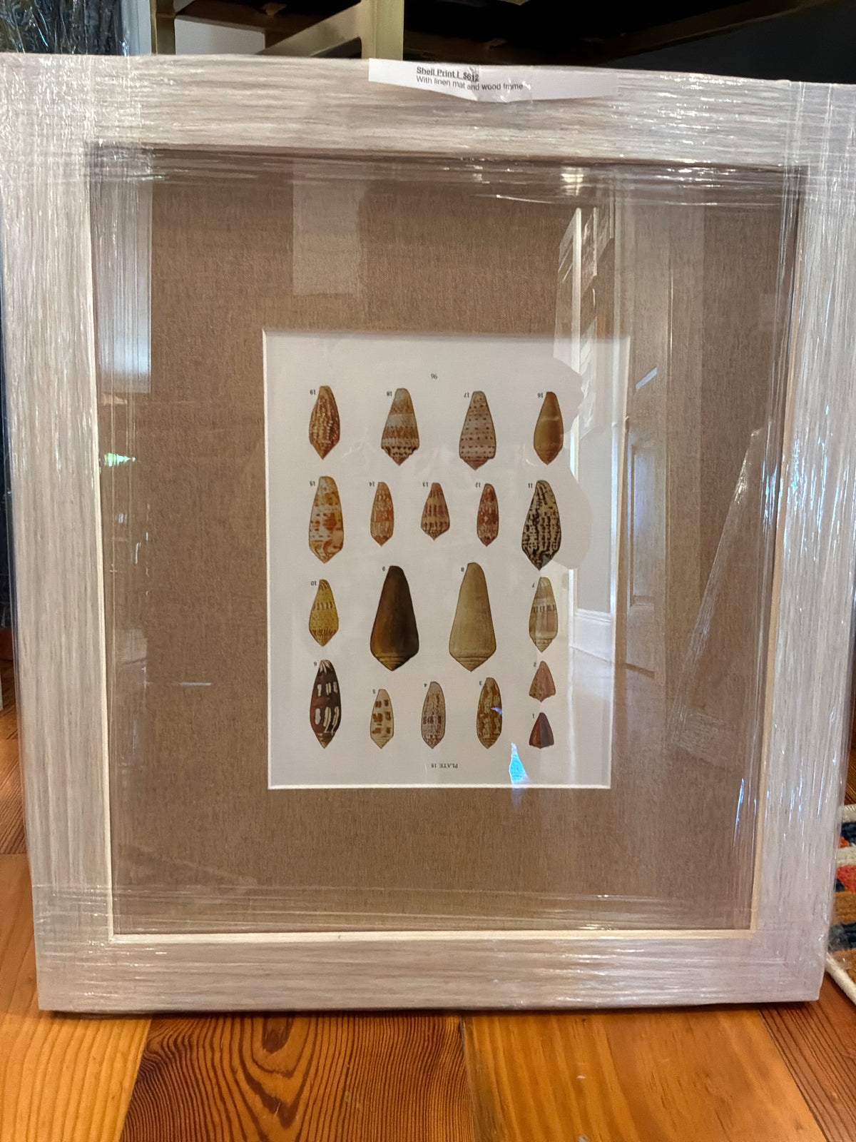 Shell Print I